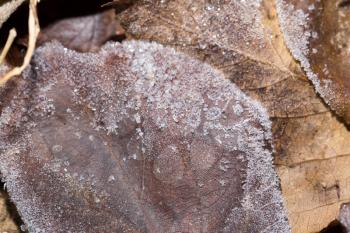 leaves in the snow outdoors