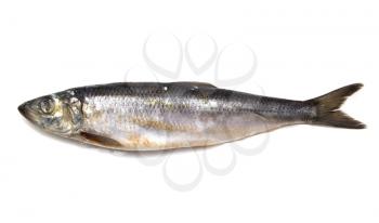 herring on white background