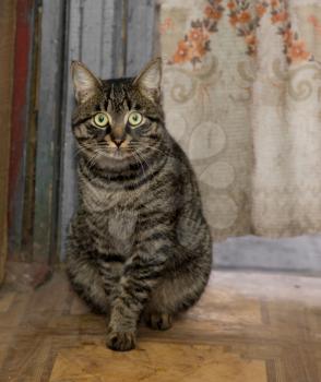 Portrait of a tabby gray cat