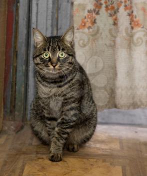 Portrait of a tabby gray cat