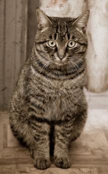 Portrait of a tabby gray cat