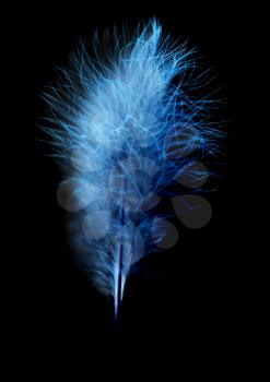 feather on a black background