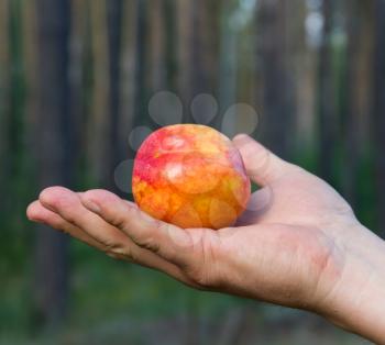 peach in hand on nature