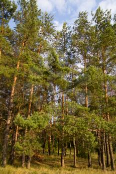 coniferous forest in nature