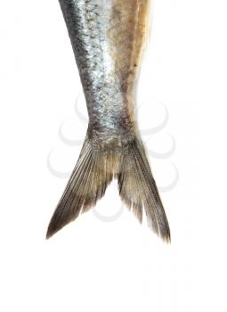tail herring on white background