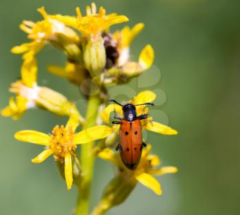 red beetle on yellow flower