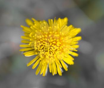 beautiful yellow flower in nature