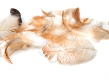 feathers on a white background
