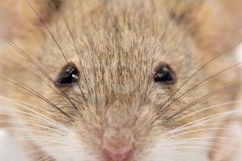 head mouse. macro