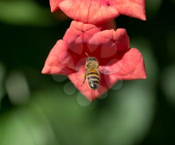 bee in flight near the red flower