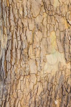 background from the bark of a tree
