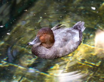 Wild duck is swimming closer the camera