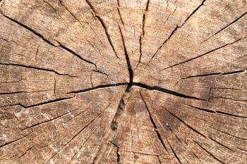 Closeup of the rings of a newly cut tree