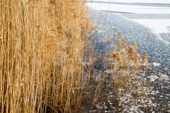 reeds on the lake in winter