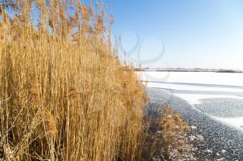 reeds on the lake in winter