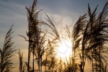 bulrush on background sunset in winter