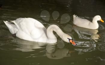 white swan in the water