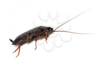 cockroach on white background. macro