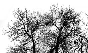 bare tree branches on a white sky