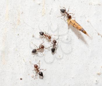 ants on a white wall. macro