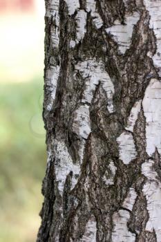 background birch bark
