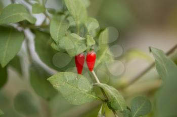 red chili pepper on the bush in nature