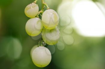 Green grapes on the nature