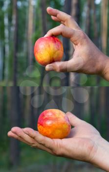peach in hand on nature