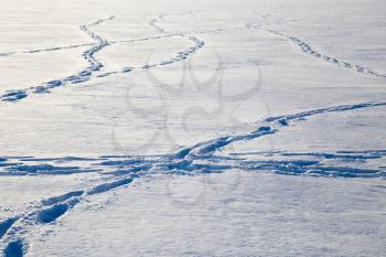 footprints in the snow