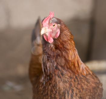 portrait of a chicken