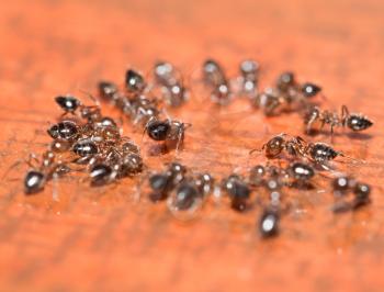 ants on a wooden background. macro