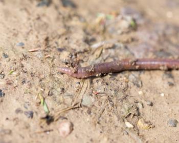 a worm on the ground. Macro