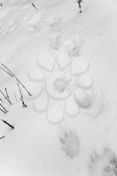 dog footprints on white snow