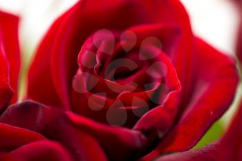 beautiful background of roses. macro