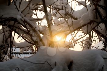 snow on the bare branches of a tree in the dawn sun