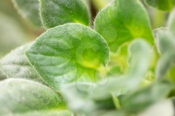 beautiful green violet leaves. macro