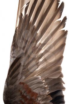 feathers on the wings of a wild duck