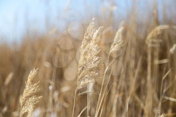 reeds in winter nature