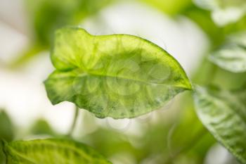 beautiful background of green plant leaf