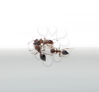 ant on a white background. macro