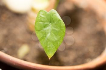 green leaf. macro