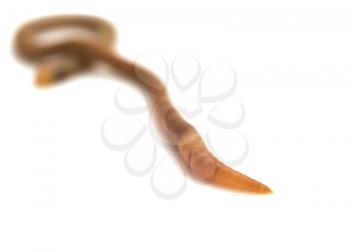 animal earthworm isolated on white