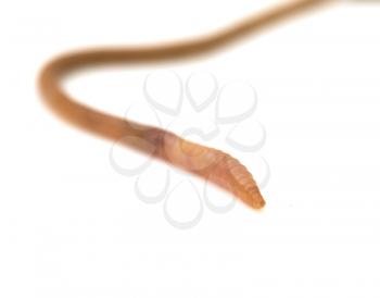 animal earthworm isolated on white