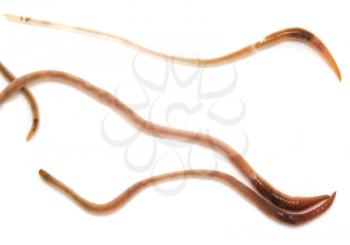 earthworms on a white background. Macro