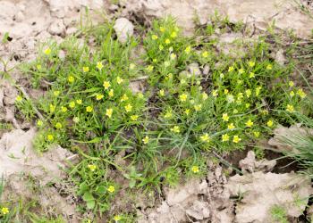 Small yellow flowers grass