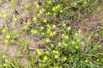 Small yellow flowers grass