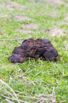 cow dung