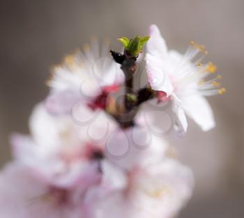 beautiful flowers on the branches of a tree