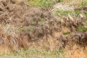 dry grass on the ground