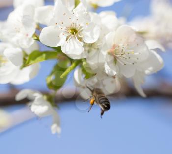 bee on flowers on a tree